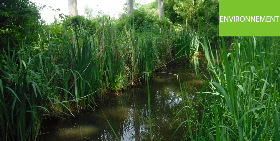 Inventaire des zones humides sur le bassin Layon Aubance Louets et le bord de Loire : mise en consultation des résultats pour Doué-en-Anjou et Dénezé-sous-Doué